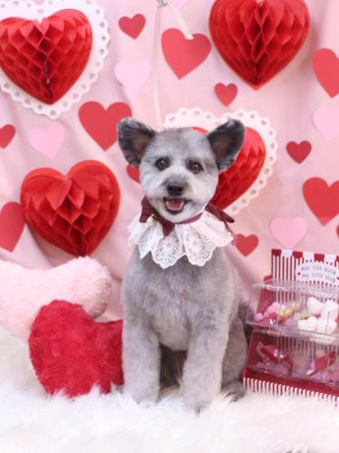 20240224シルヴァくん